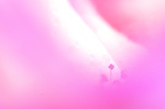 花の住人