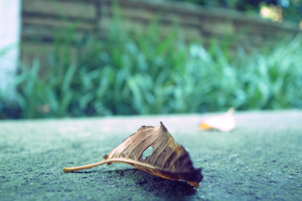 leaves