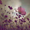 花舞