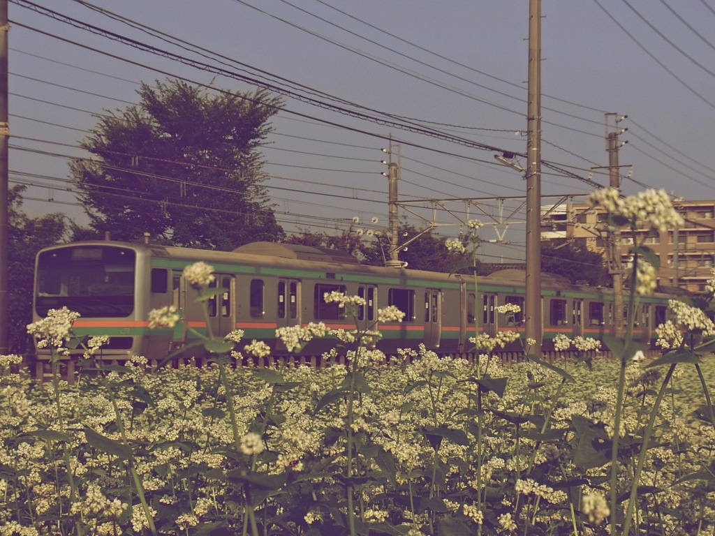 そばの花