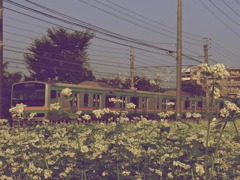 そばの花