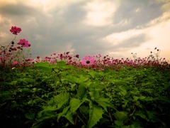 Cloudy Heart