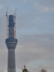 skytree