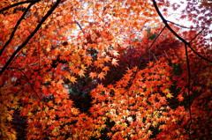 眩しい紅