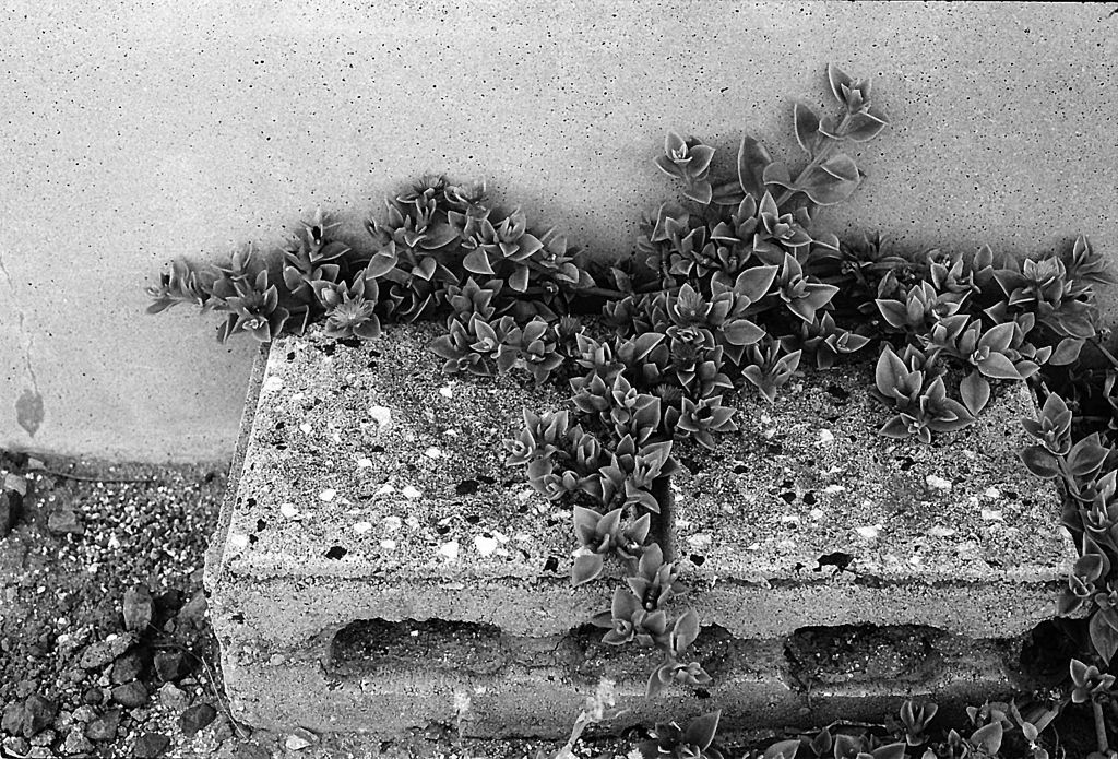 Succulent