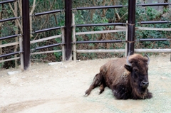 Nagoya ZOO #4