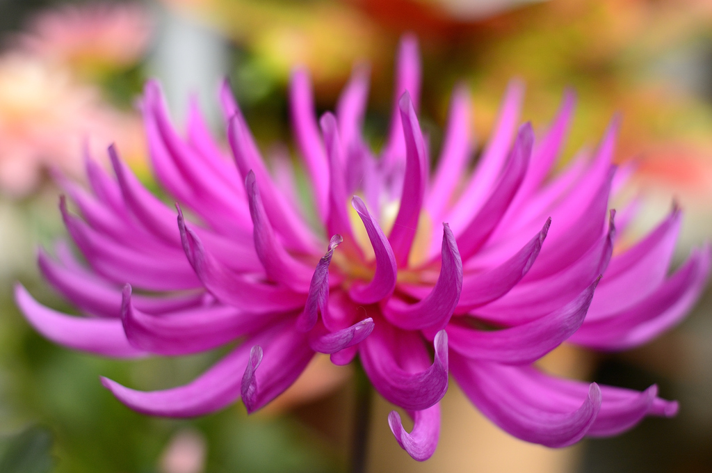 Dahlia #3