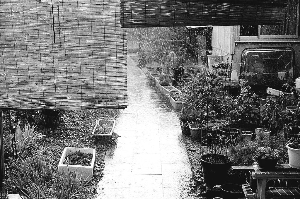 Sudden Shower