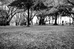 桜絨毯の上を