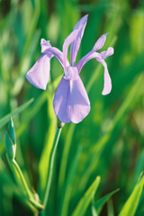 Iris laevigata