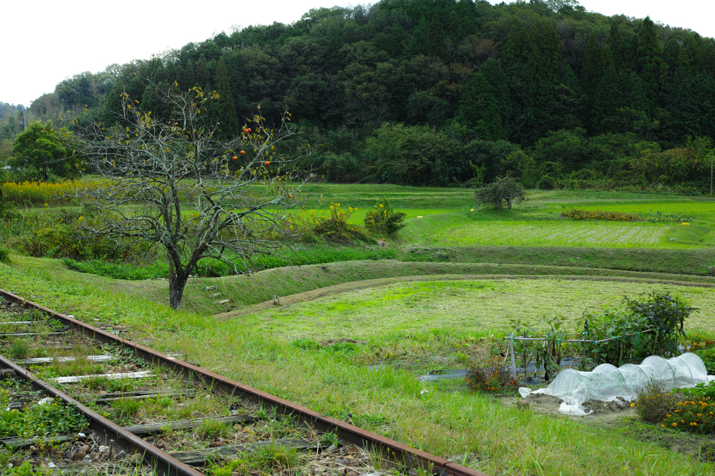 Autumn in the Country #1