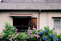紫陽花の咲く家