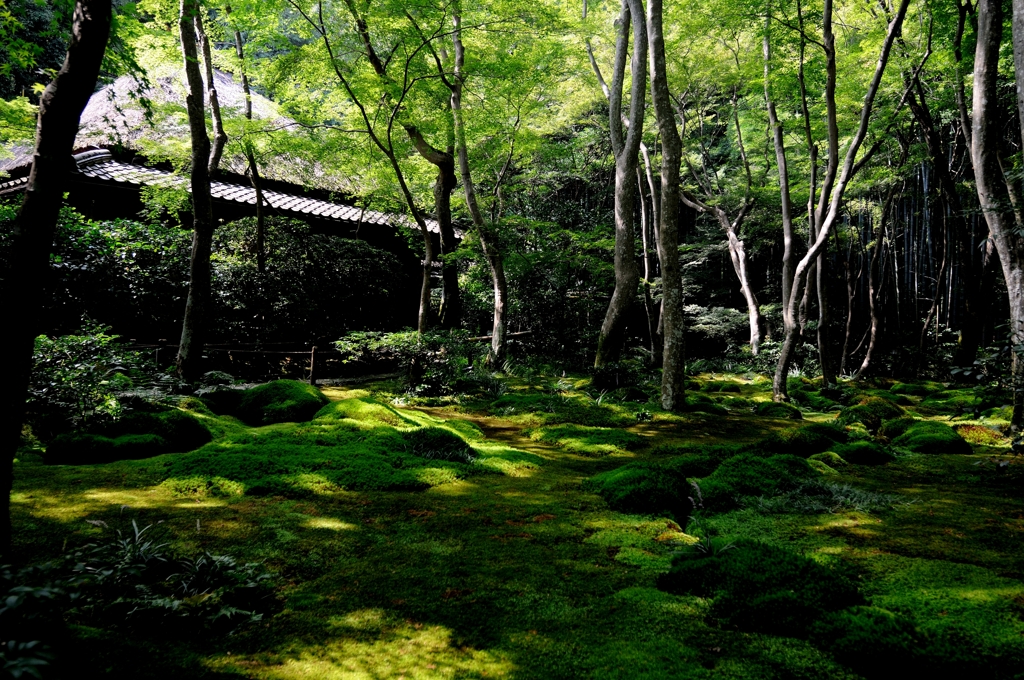 Kyoto Green