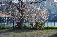 宇治川の朝