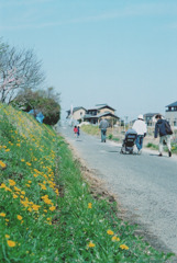 タンポポの咲く道