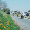 タンポポの咲く道