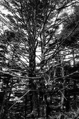 Branches Spread