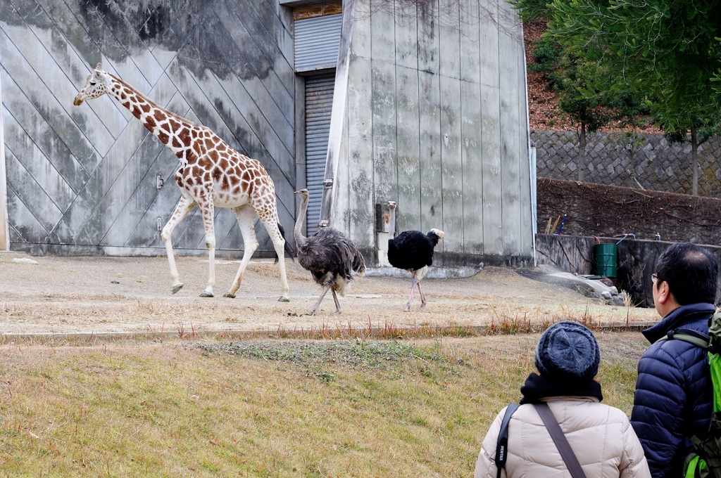 Nagoya ZOO #5