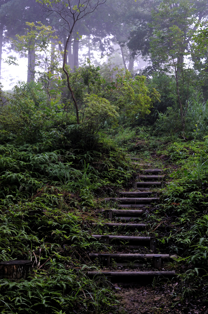 Kumano trail #2