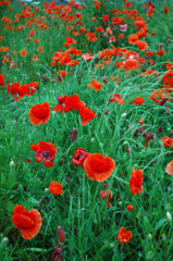 Poppies