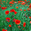 Poppies