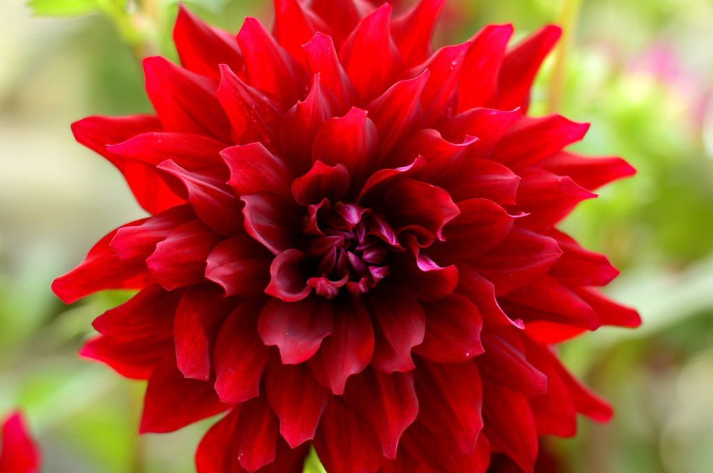 Dahlia #2