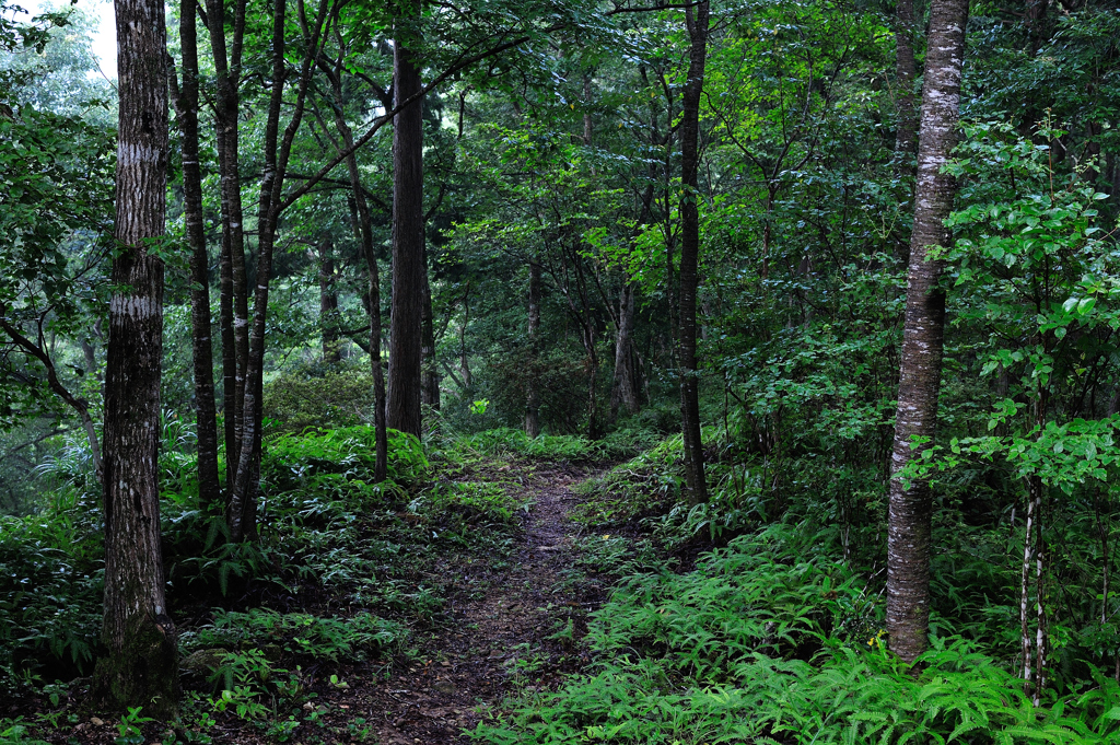 Kumano trail #1