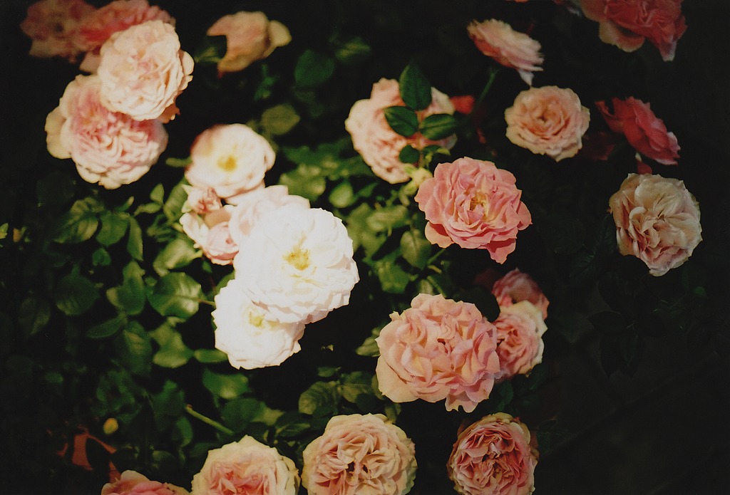 Carnations