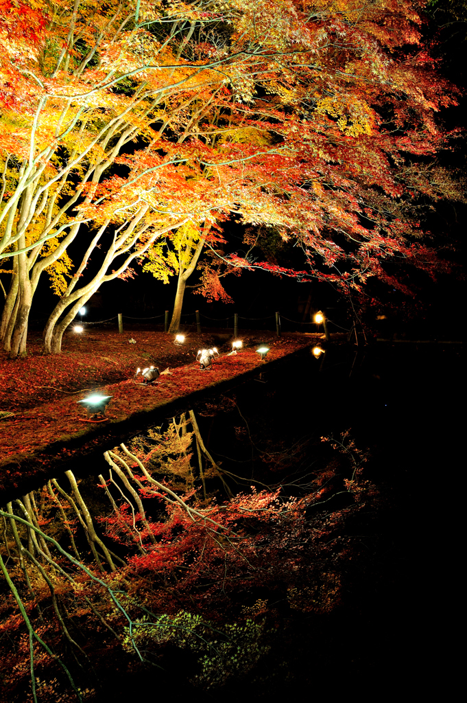 Autumn Flame 2013