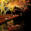 Autumn Flame 2013