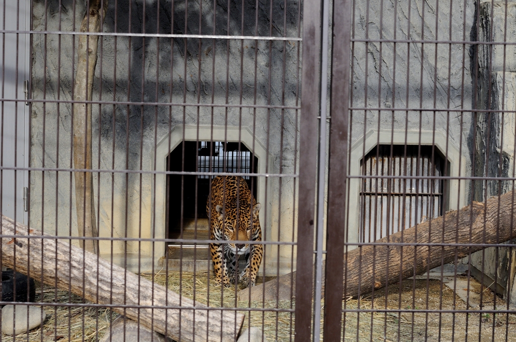 Nagoya ZOO #6