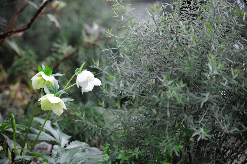 Welcome to My Garden