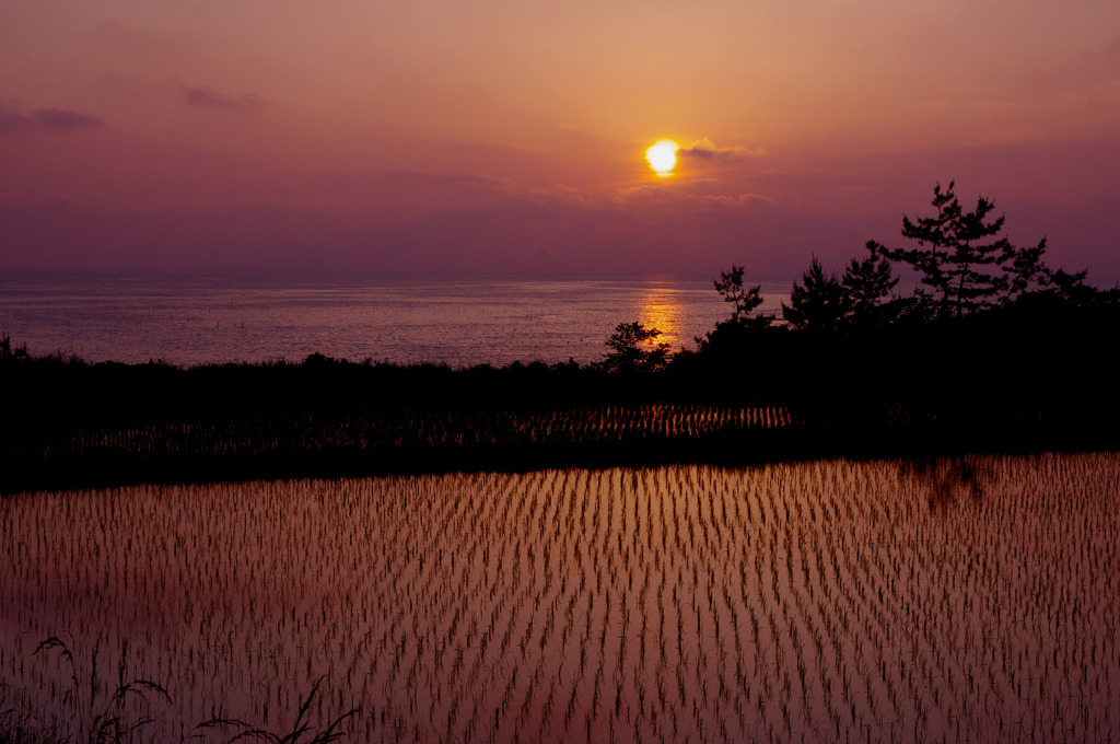 海岸棚田の夕暮れ