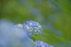 淡い梅雨