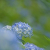 淡い梅雨