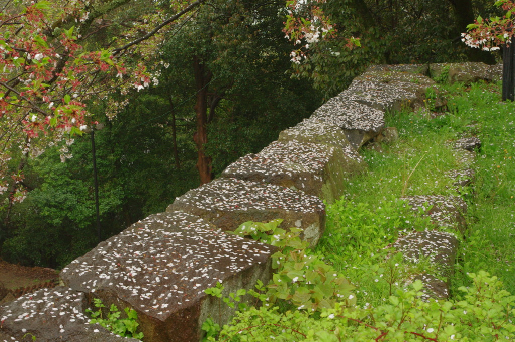 石垣桜花