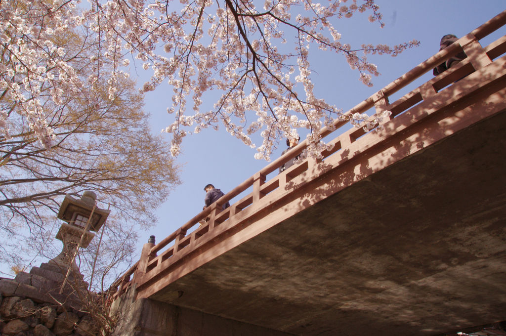 桜橋