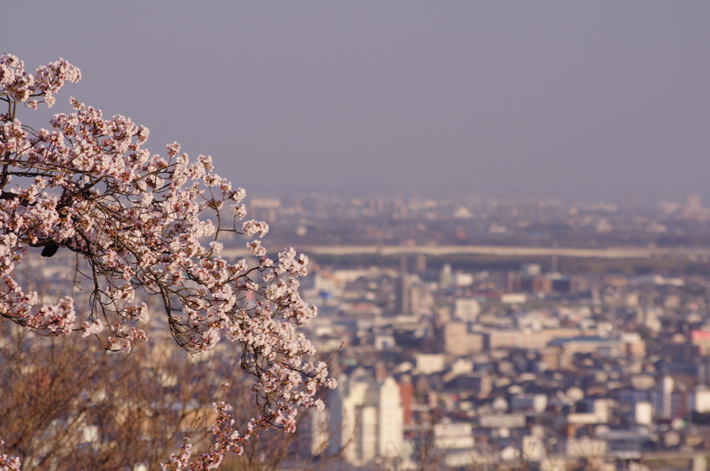 山桜