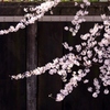 桜花の筆描き