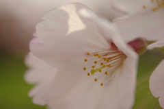 桜姫