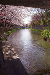 水の都 近江八幡 春