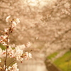 春色桜満