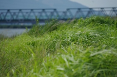 夏風の通り道