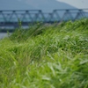 夏風の通り道