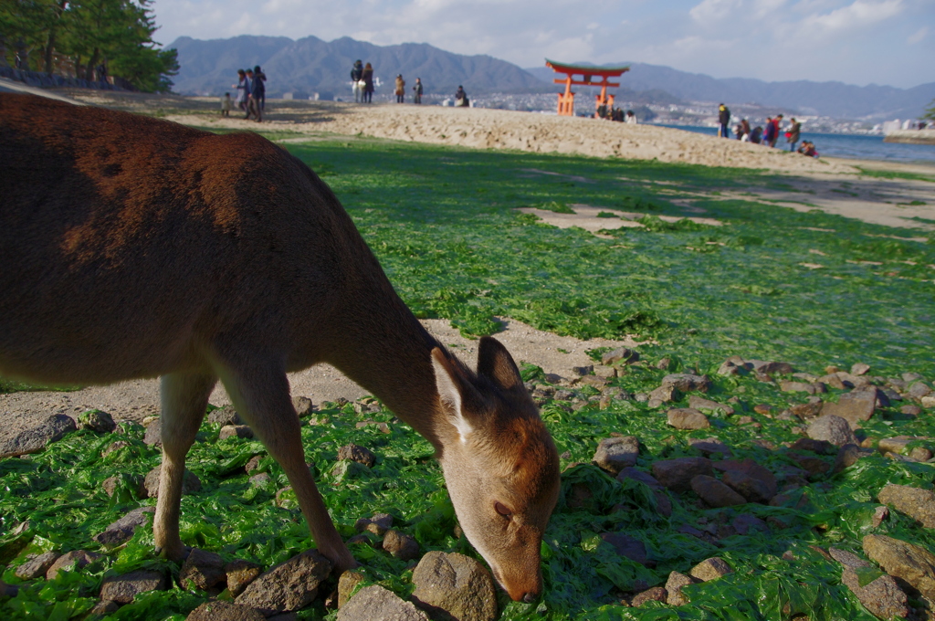 鹿達の宮島