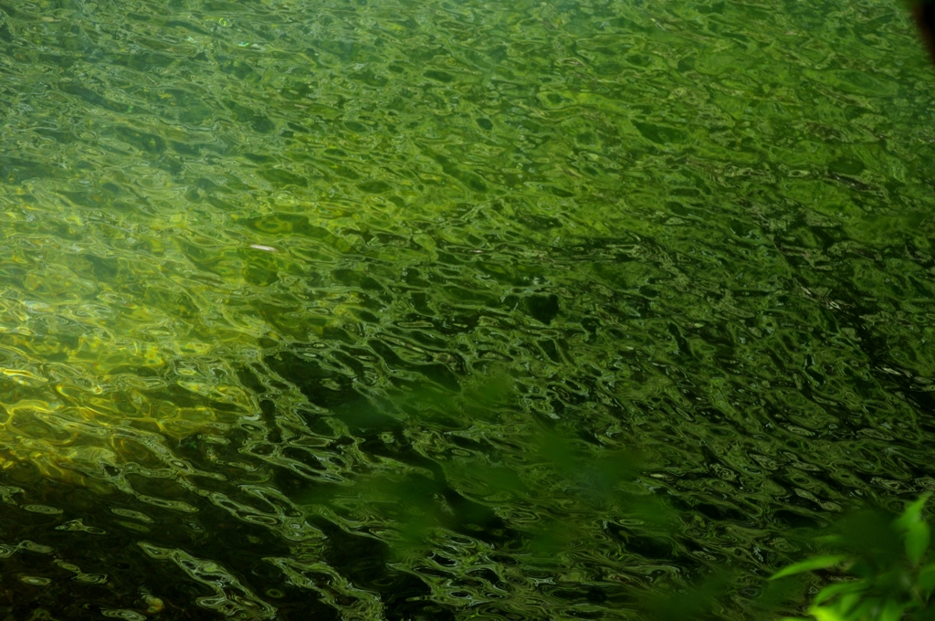 清流の木陰色