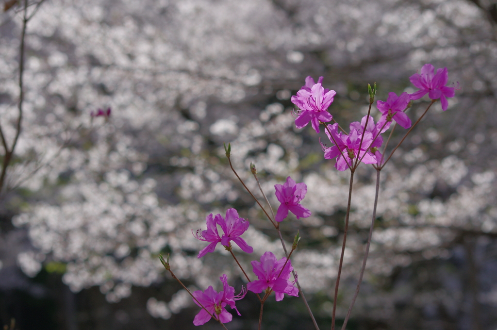 キラキラ桜ヤマツツジ