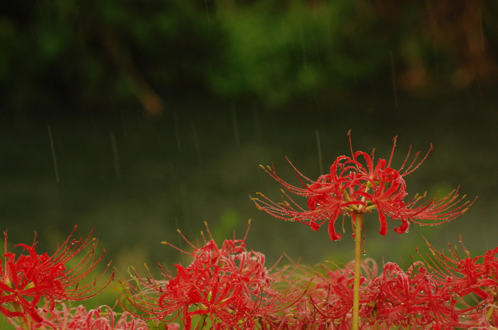 秋雨受けて
