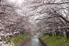 五条川の桜