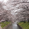 五条川の桜